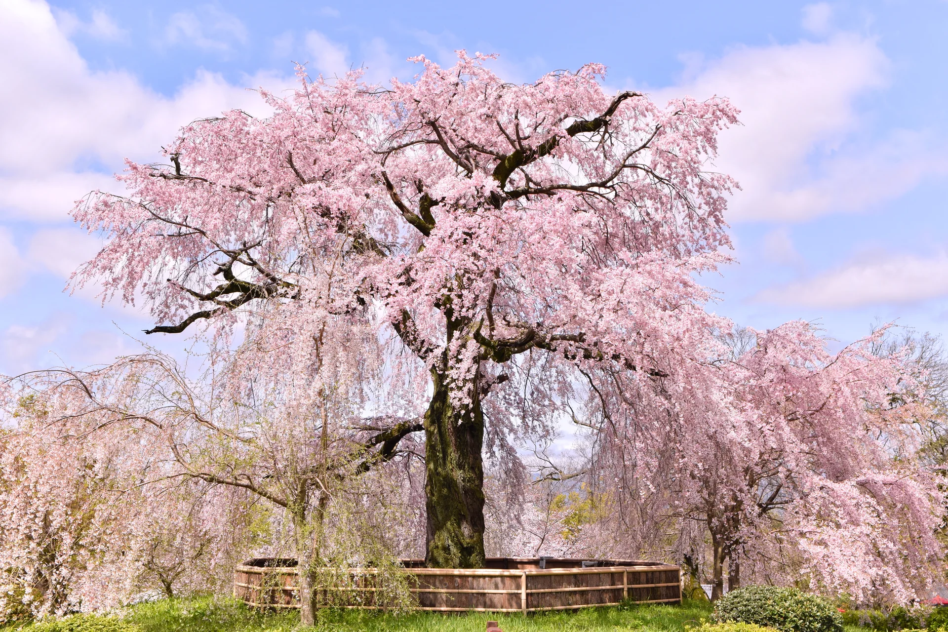 Cerejeira chorona Gigante de Gion em floração no Parque Maruyama, em Quioto, sob luz natural.