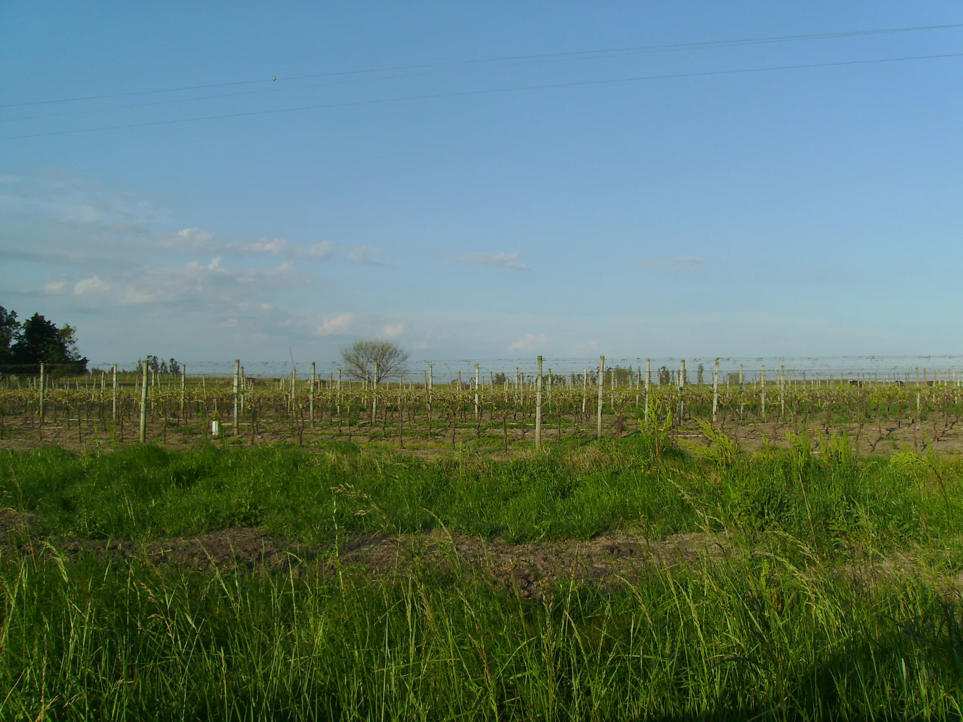 Fileiras de videiras junto a uma estrada rural em Canelón Chico, no Uruguai, sob céu claro.
