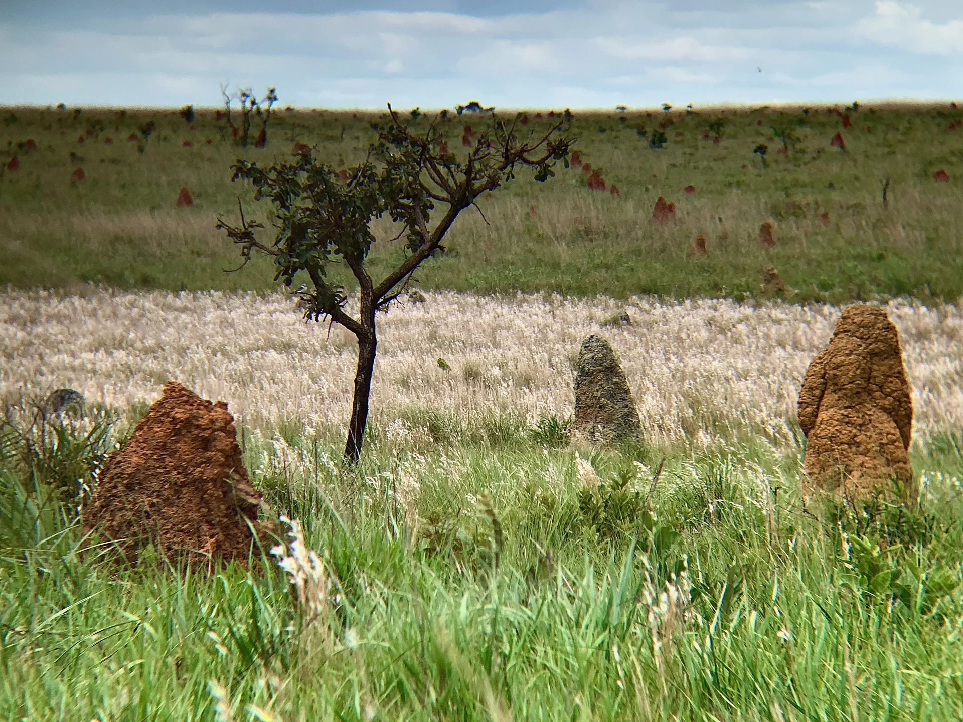Cupinzeiros de cores diferentes em campo aberto do Cerrado no Parque Nacional das Emas, sob luz natural diurna.