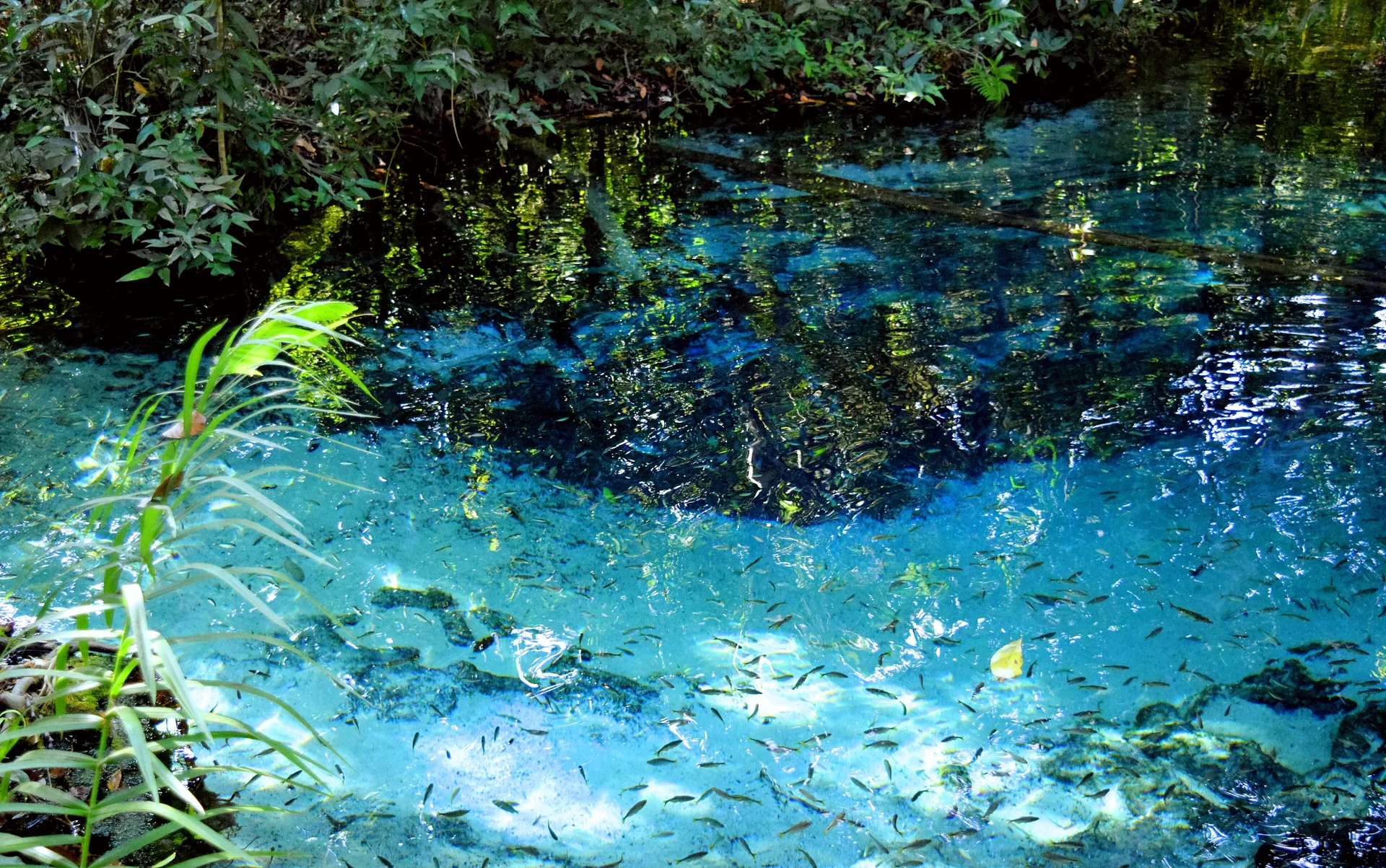 Água azul e cristalina do Aquário Encantado em Bom Jardim, Nobres, com pequenos peixes visíveis e mata ciliar ao redor.