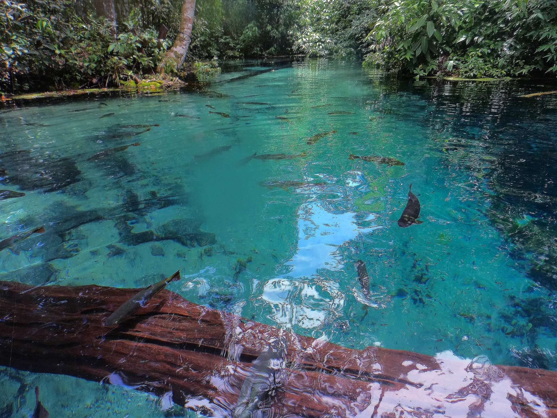 Água clara do Aquário Encantado em Nobres vista da superfície, com peixes, tronco submerso e vegetação ciliar.