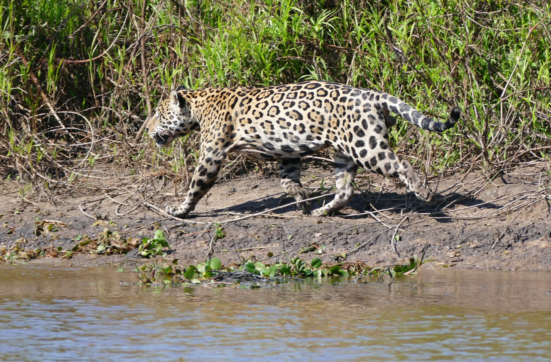 Pantanal Norte, Mato Grosso