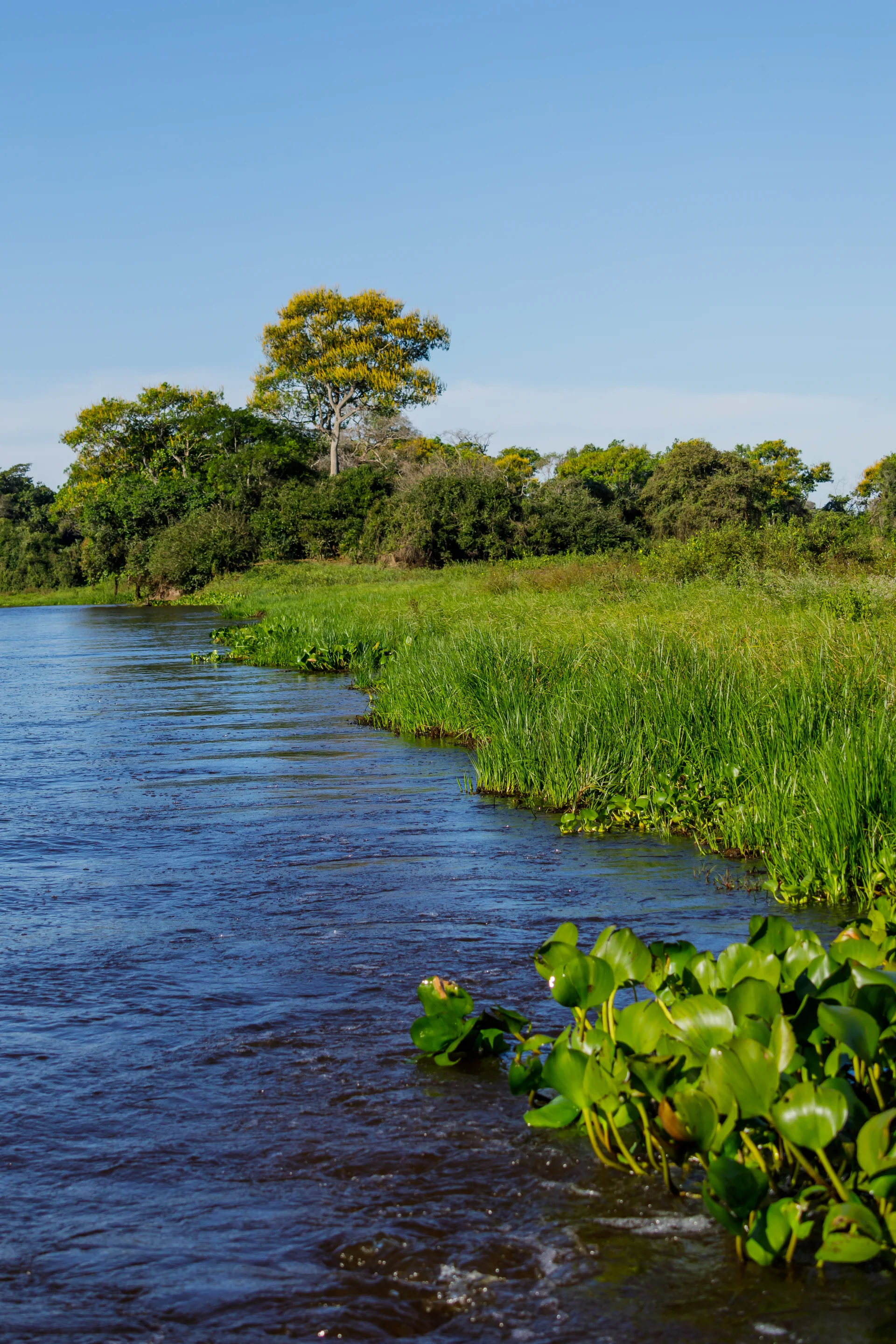 Rio de águas calmas, vegetação ciliar e campo aberto no Parque Estadual Encontro das Águas, no Pantanal Norte.