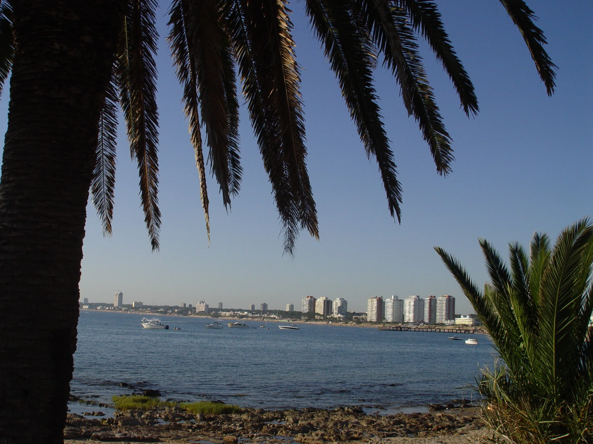 Água da Playa Mansa vista perto do porto de Punta del Este, emoldurada por palmeiras, com barcos e prédios ao fundo.