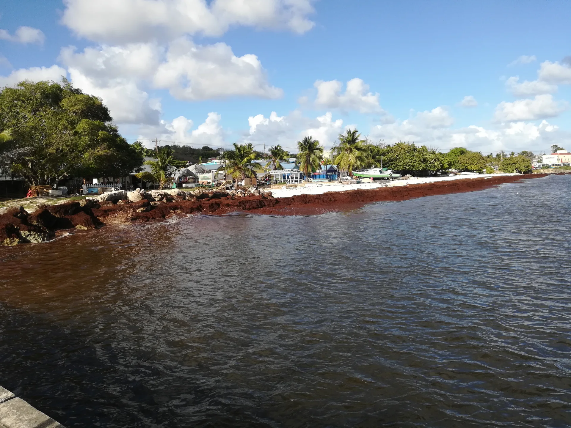 Orla de Oistins em Barbados, com mar, faixa de sargaço, construções baixas e céu claro.