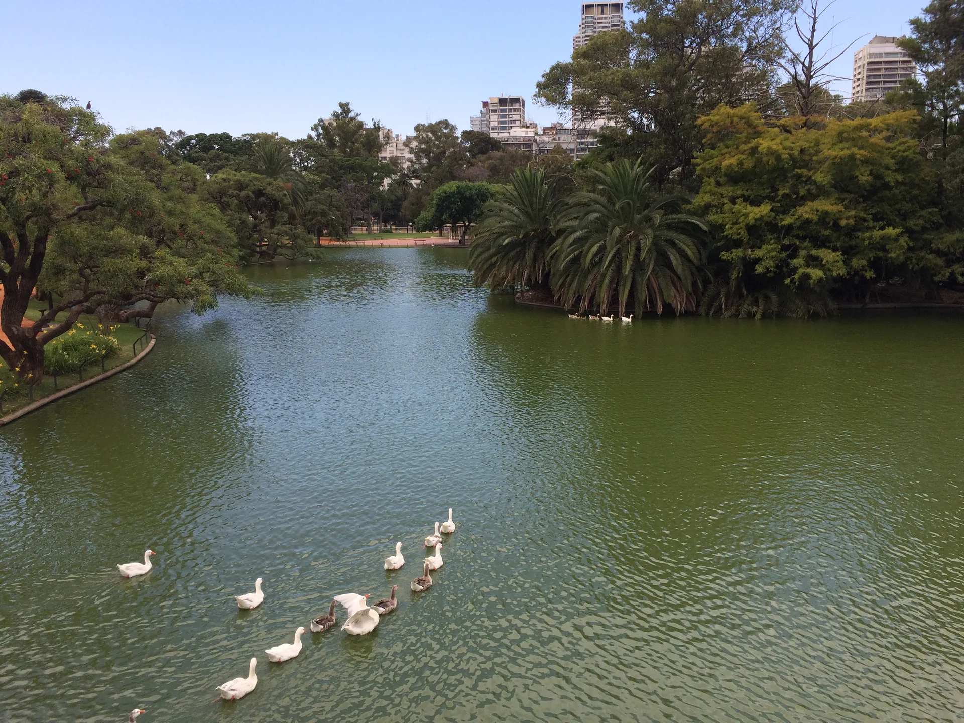 Lago dos Bosques de Palermo em dia claro, com palmeiras, árvores, prédios ao fundo e gansos na água.