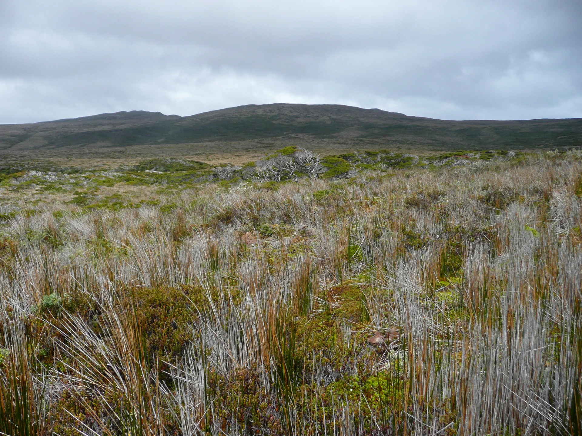 Tundra e vegetação baixa da ilha Herschel, no Parque Nacional Cabo de Hornos, sob céu encoberto e sem presença humana.