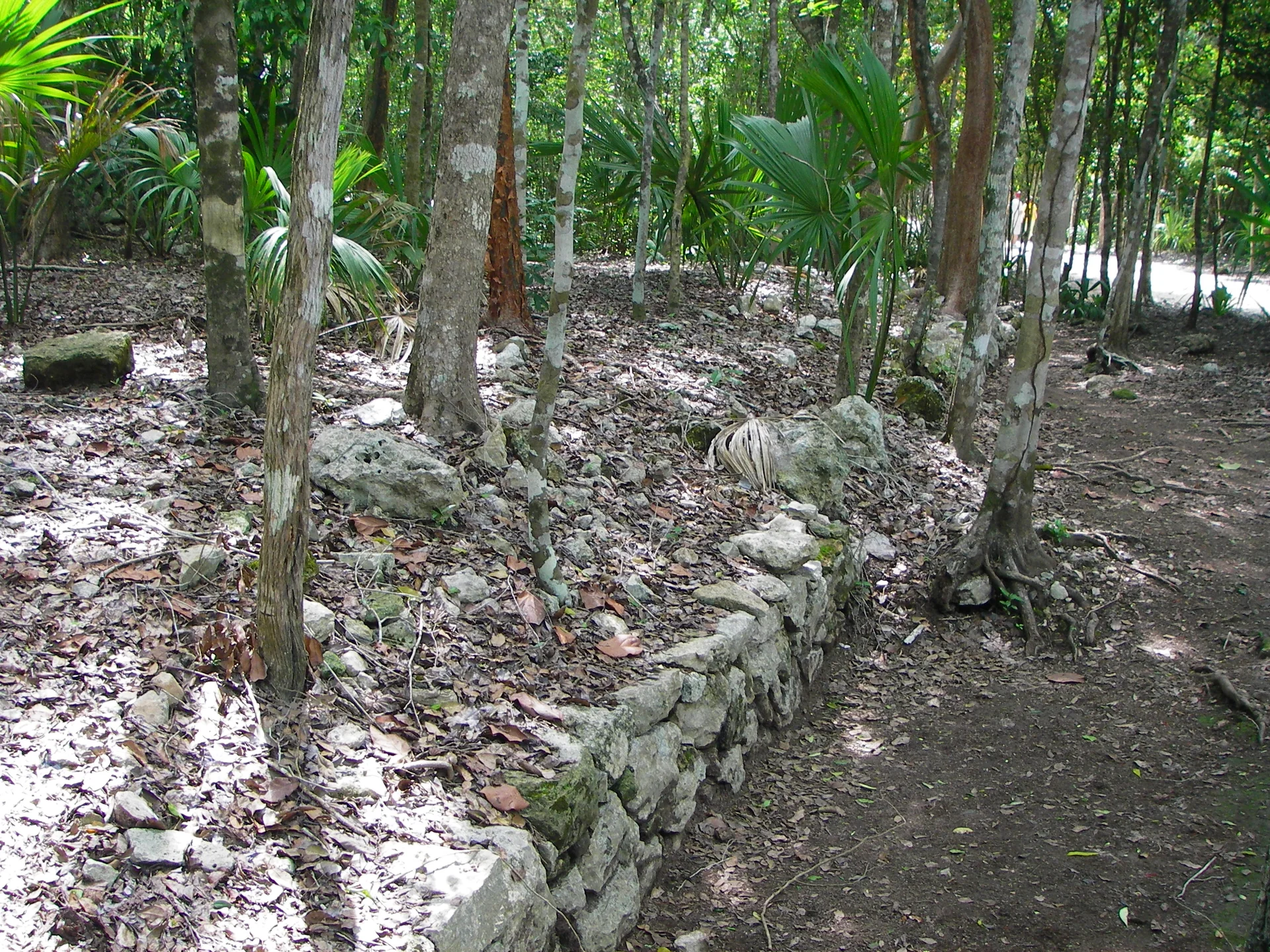 Trecho preservado de sacbé em Cobá, com pedras baixas junto a um caminho de terra entre árvores da floresta.