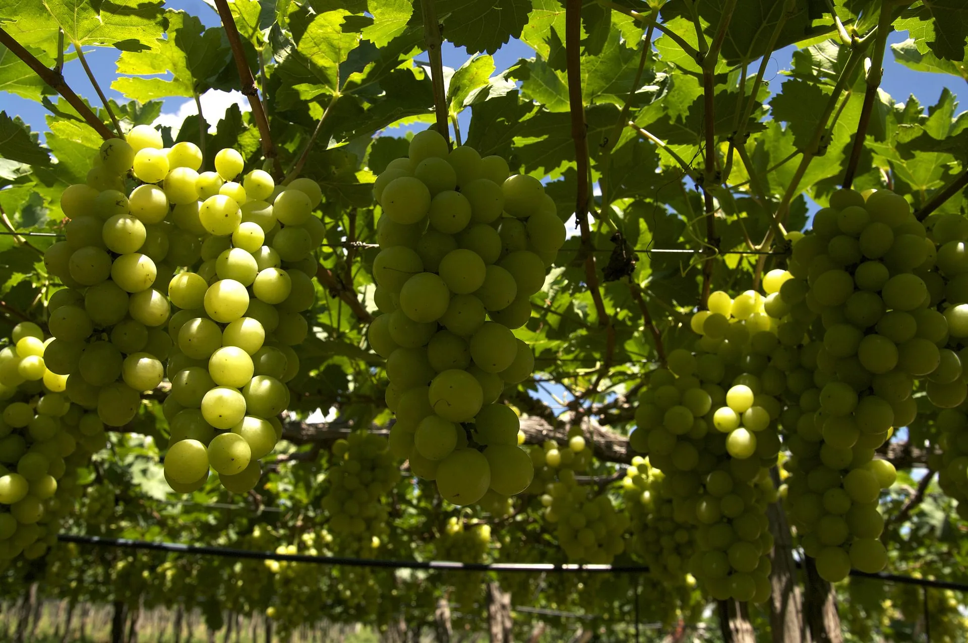Cachos de uvas claras em parreiral no Vale do São Francisco, em Petrolina.
