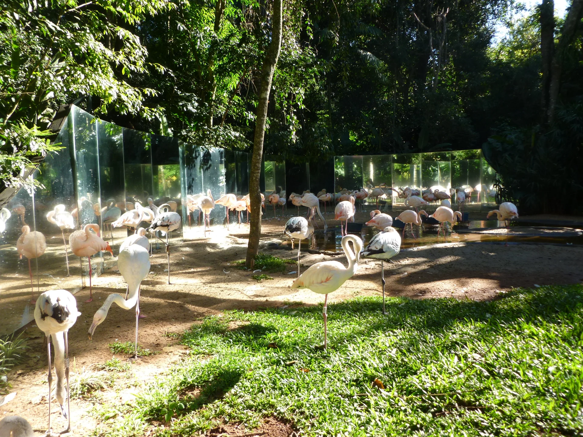 Aves em viveiro arborizado do Parque das Aves, em Foz do Iguaçu.