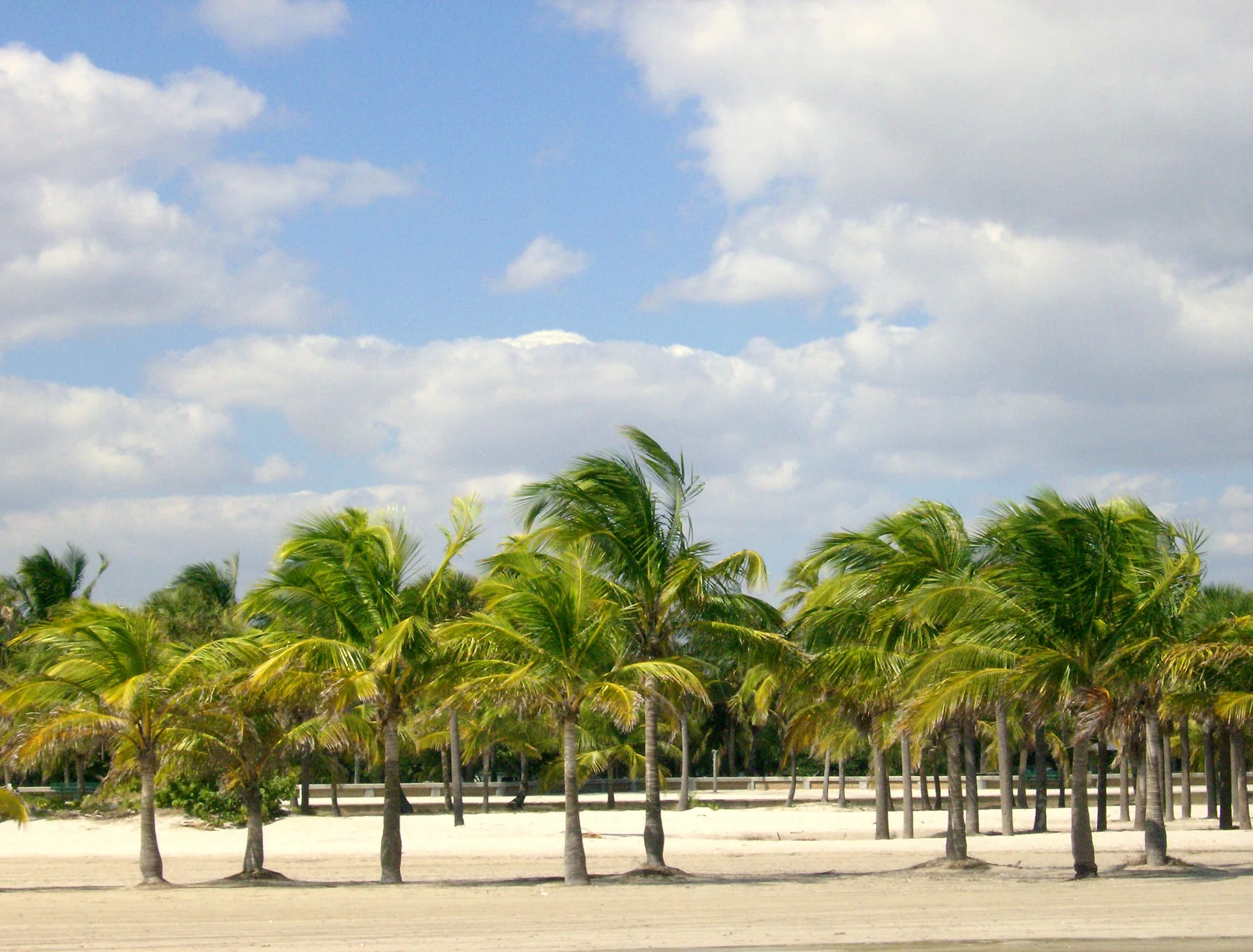 Faixa de areia e fileira de palmeiras em Crandon Park, Key Biscayne, diante de vegetação costeira e céu claro com nuvens.