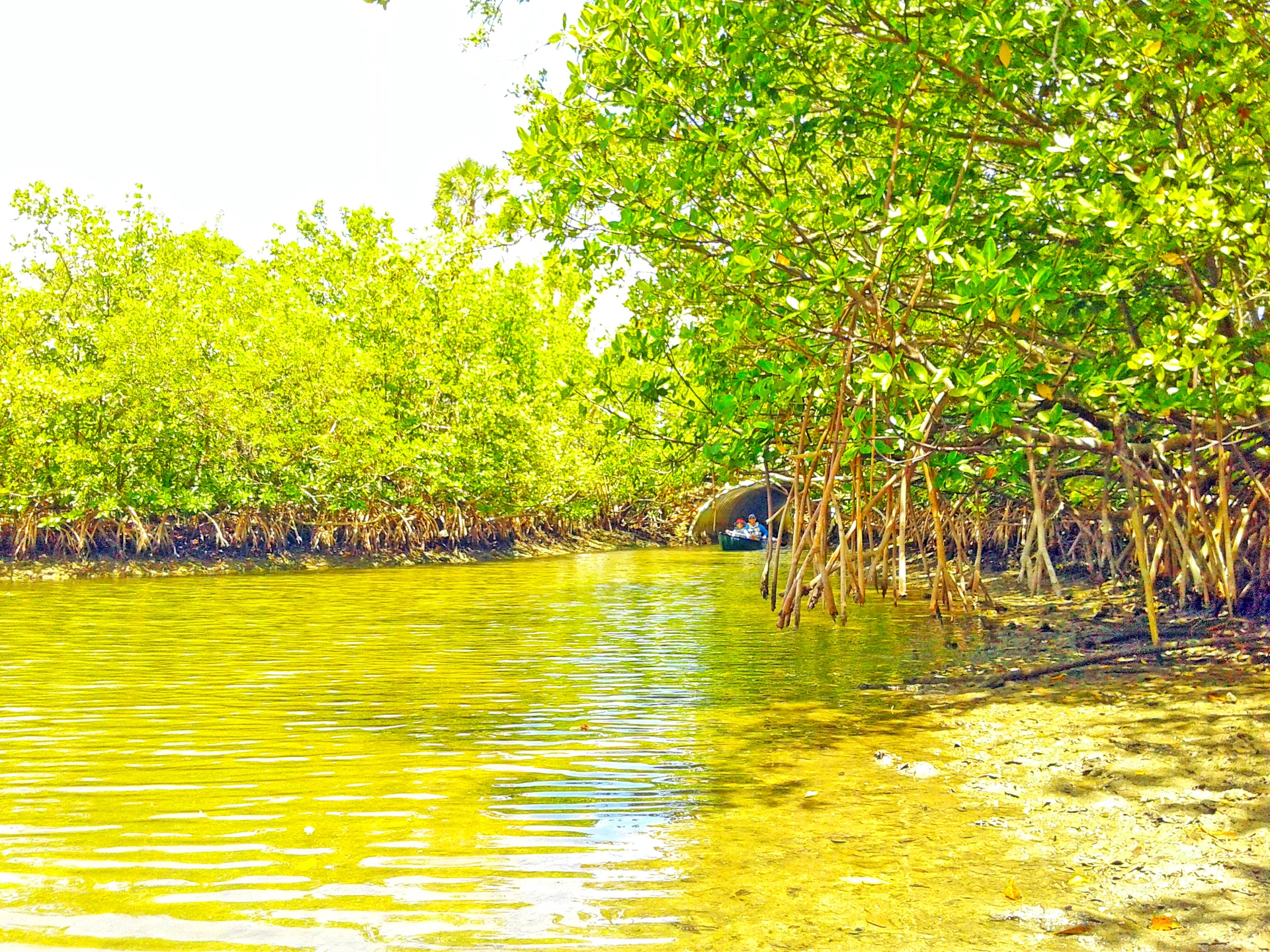Canal de água tranquila em Oleta River State Park, cercado por manguezais verdes sob luz natural intensa; uma pequena embarcação aparece ao fundo.