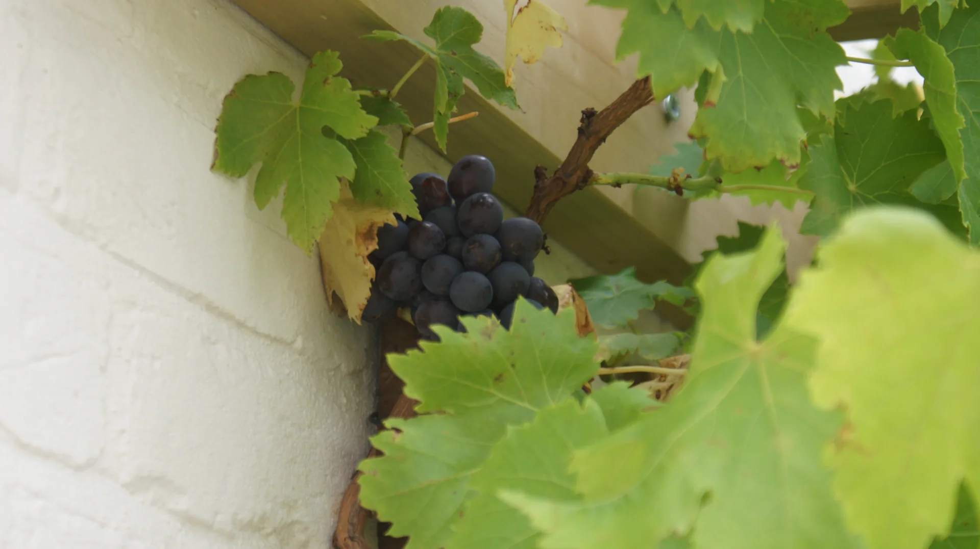 Cachos de uvas vermelhas maduros ainda presos à videira, fotografados sob luz natural.