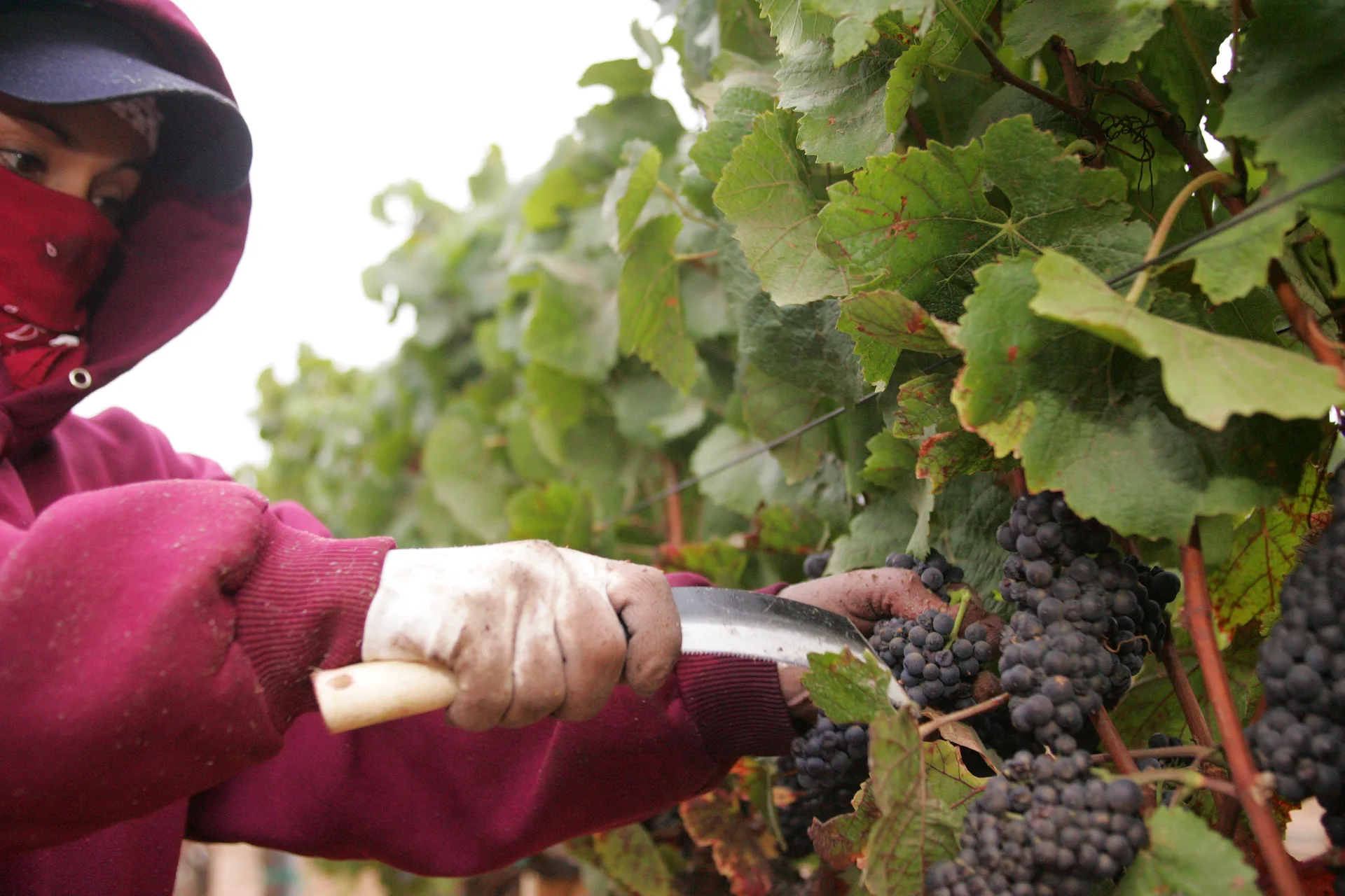 Pessoa colhe manualmente uvas para vinho com uma pequena foice, junto à videira.