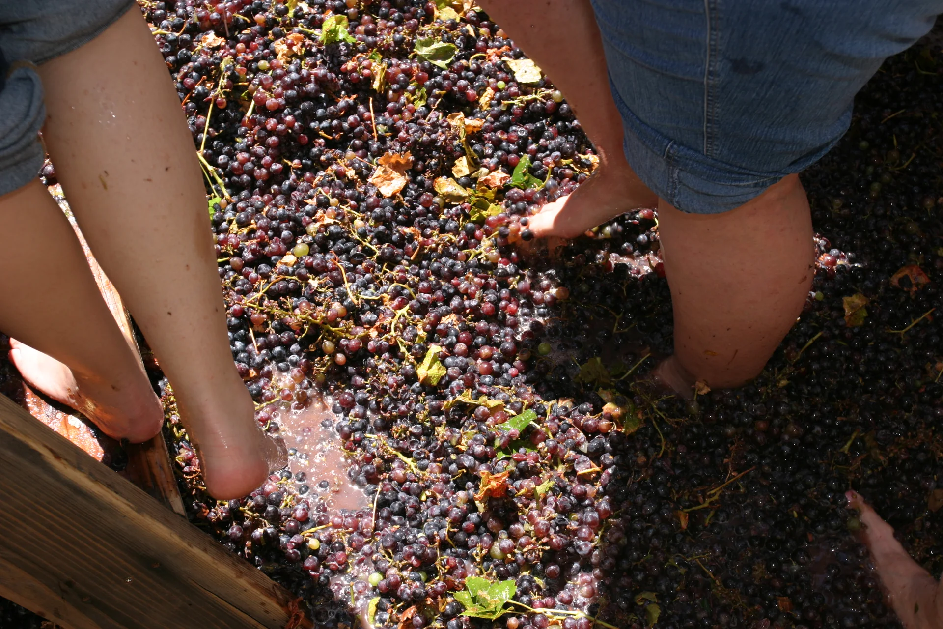 Pessoa pisa uvas em um recipiente durante uma atividade de demonstração da produção de vinho.