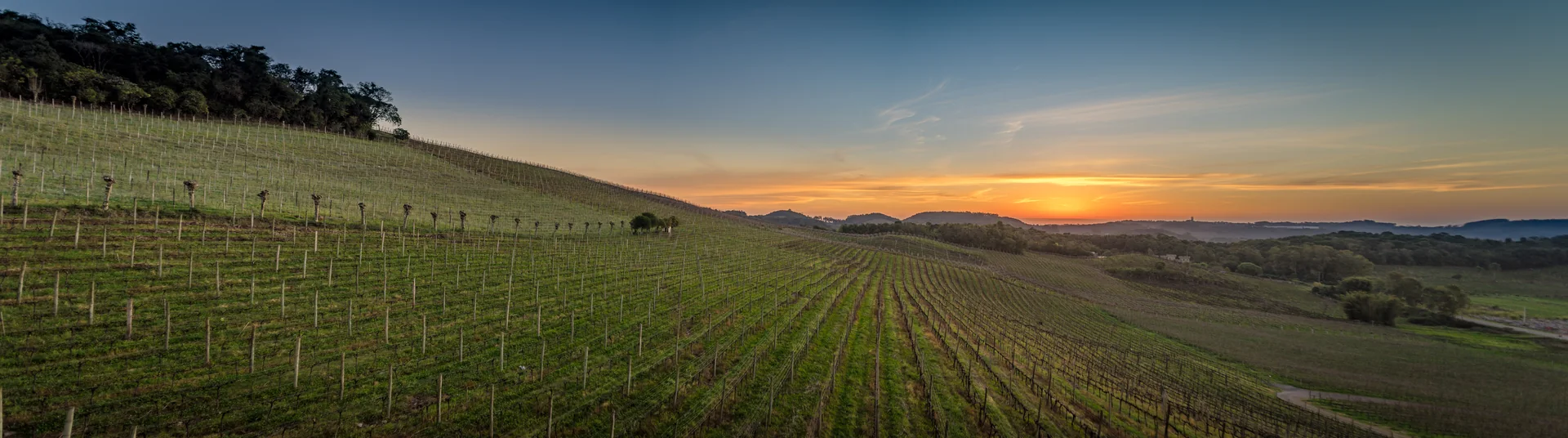 Panorama de colinas, vegetação e parreirais do Vale dos Vinhedos, em Bento Gonçalves.