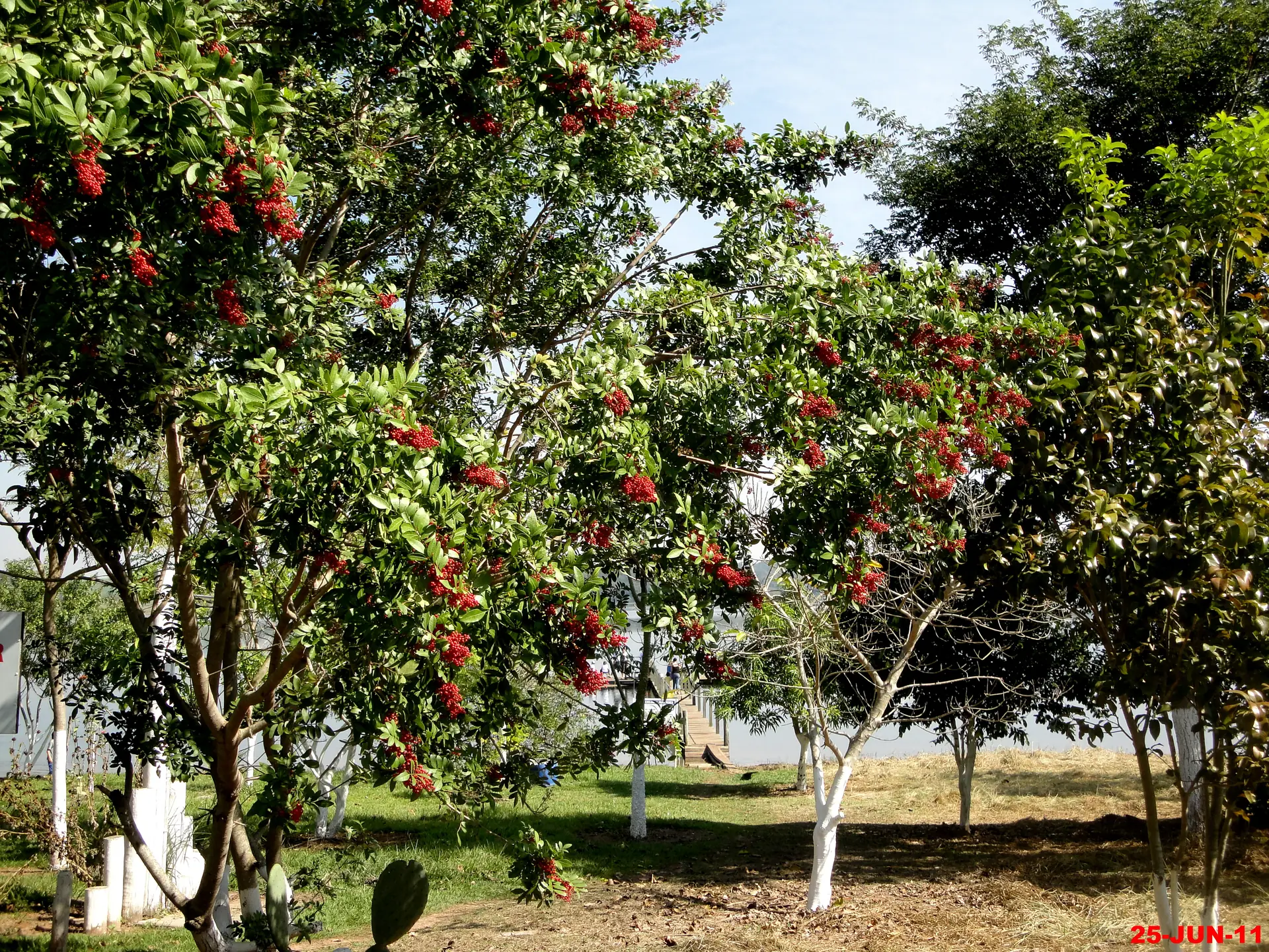 Árvores frutíferas e vegetação em área junto às águas na região de Lins; é contexto do destino e não representa o parceiro, a propriedade ou seus serviços.