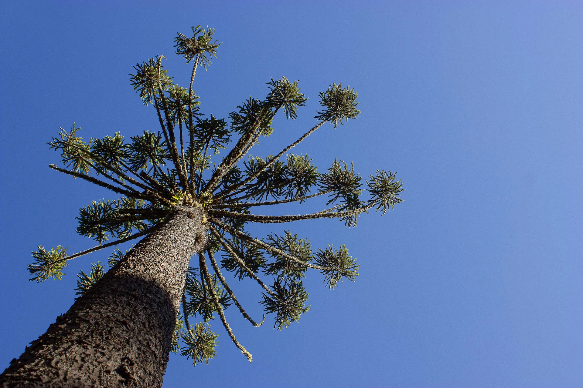 Imagem contextual de araucária no Parque Estadual de Campos do Jordão sob céu azul; não representa o Hotel Toriba, a propriedade ou seus serviços.