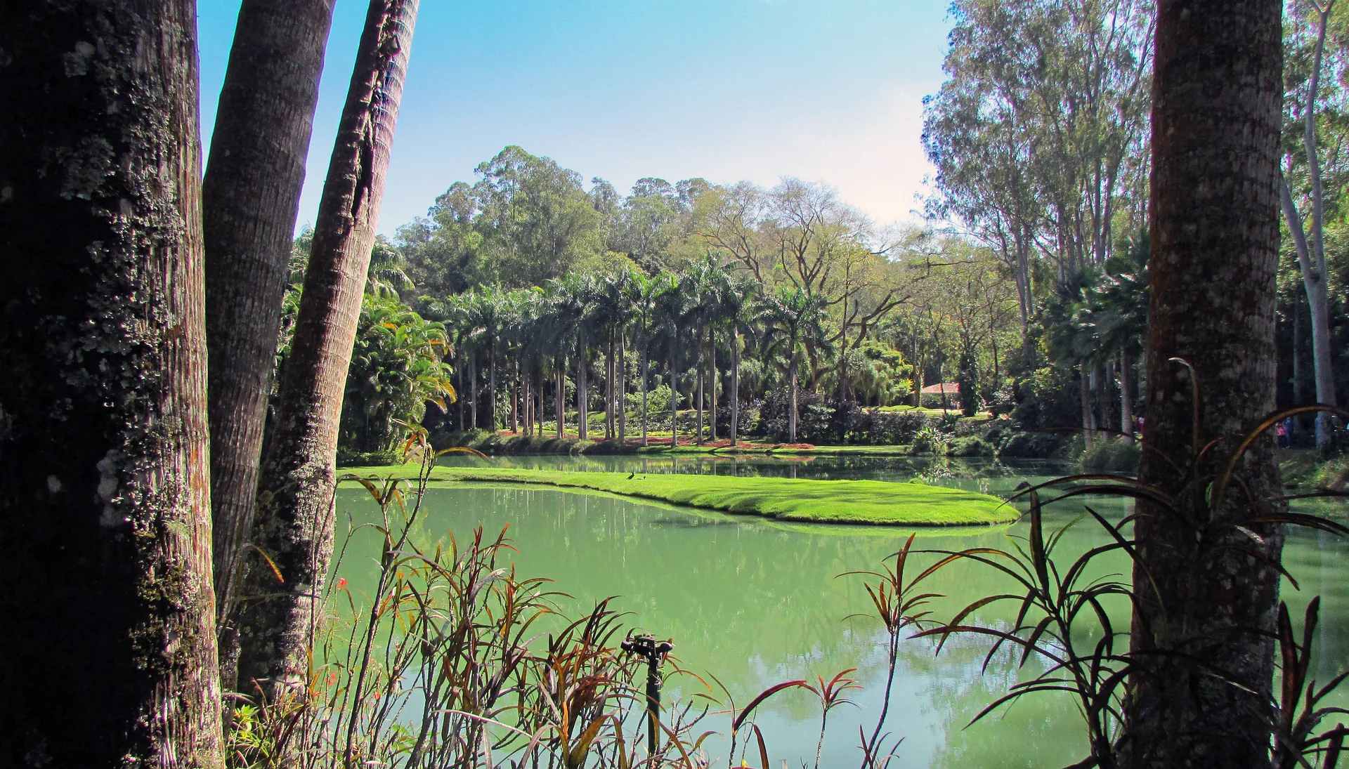 Lago verde cercado por palmeiras e árvores no Jardim Botânico Inhotim.