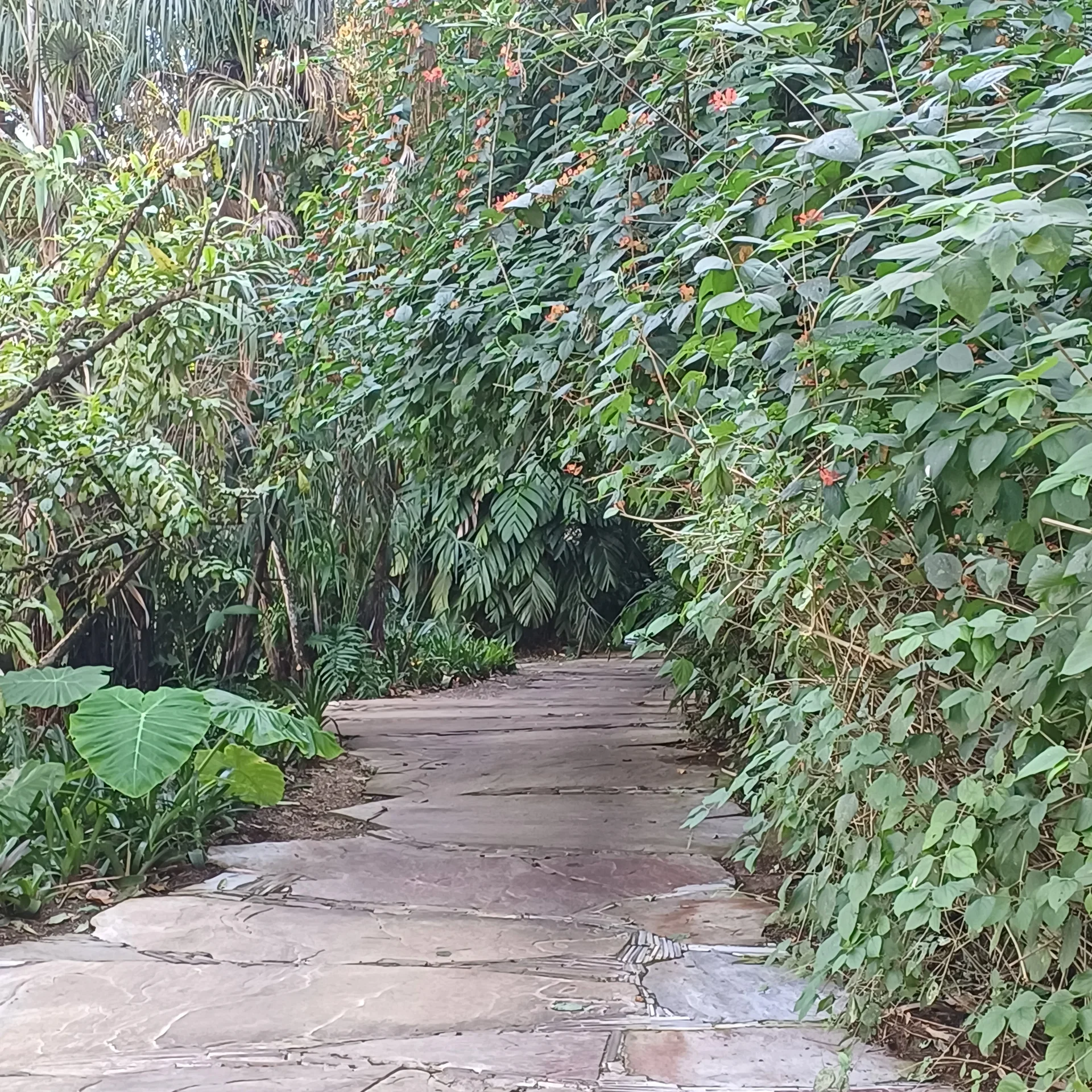 Caminho de pedra entre vegetação densa em área do Inhotim, Brumadinho.