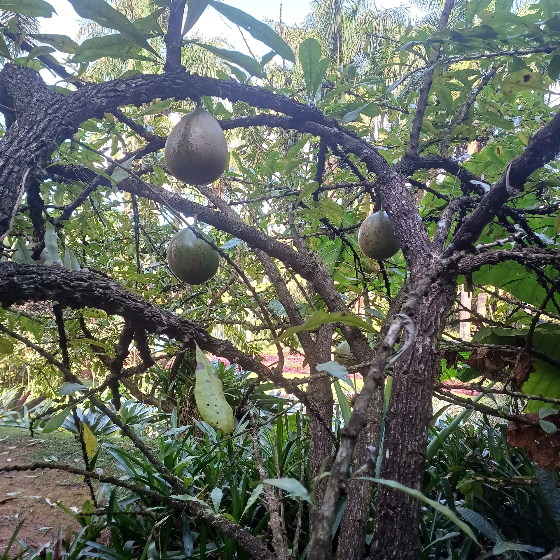 Frutos pendentes em galhos entre vegetação do Inhotim, em Brumadinho.