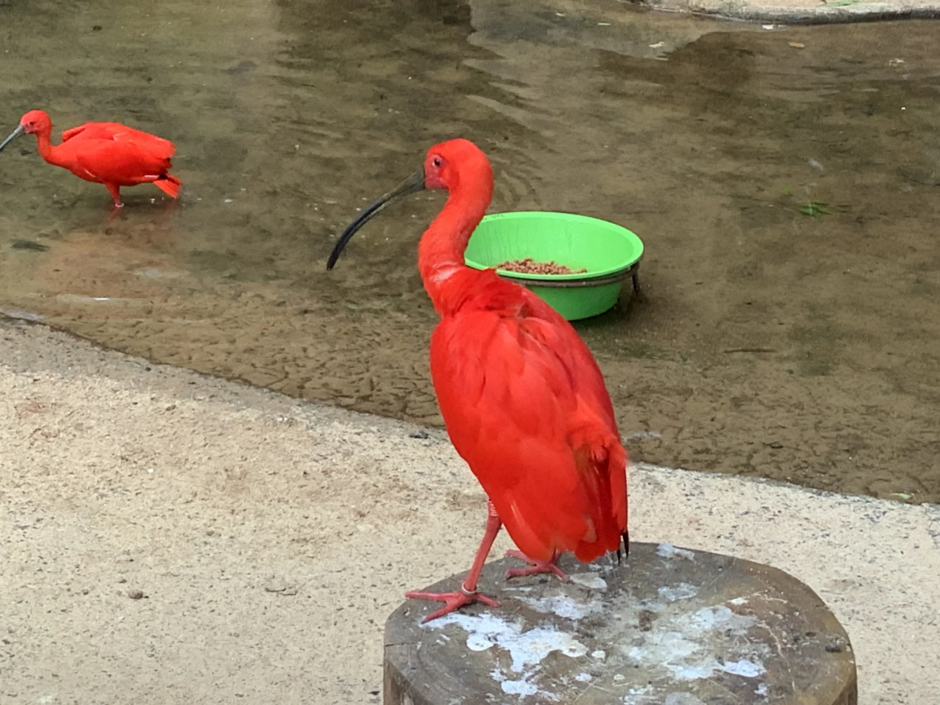 Duas íbis-escarlates em área do Parque das Aves, em Foz do Iguaçu.