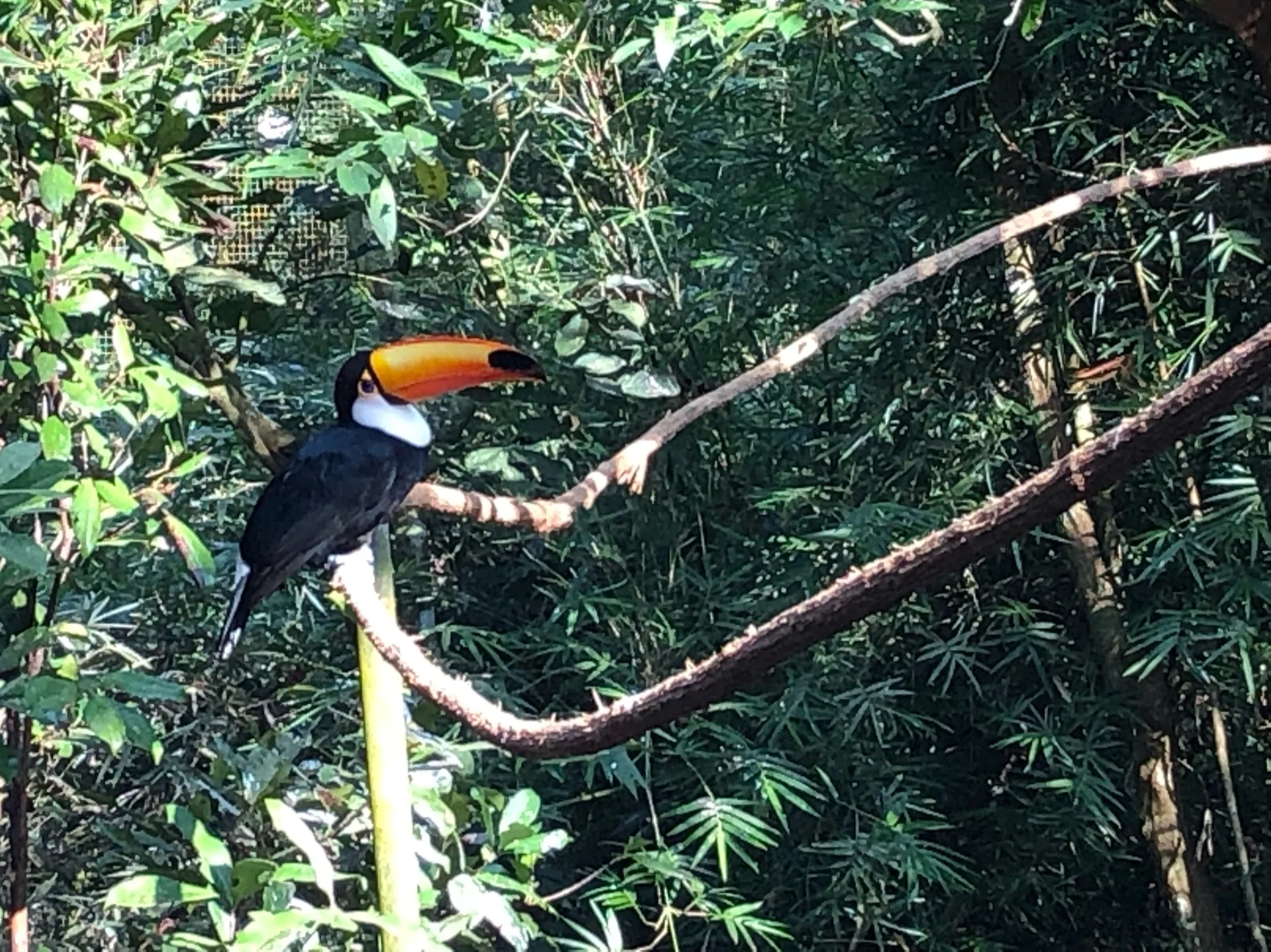 Tucano-toco em cativeiro no Parque das Aves, em Foz do Iguaçu.