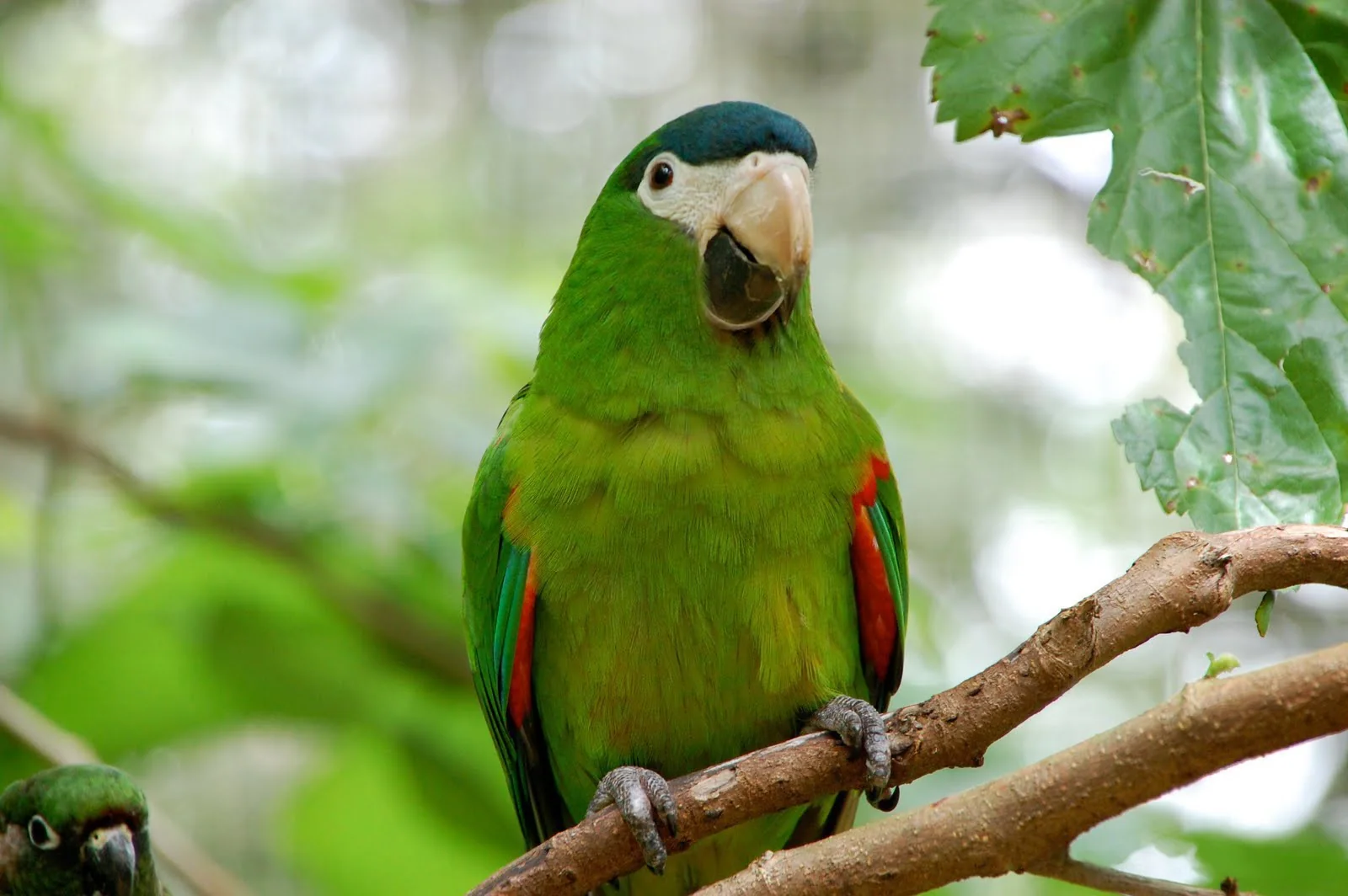 Ara-de-ombro-vermelho no Parque das Aves, em Foz do Iguaçu.