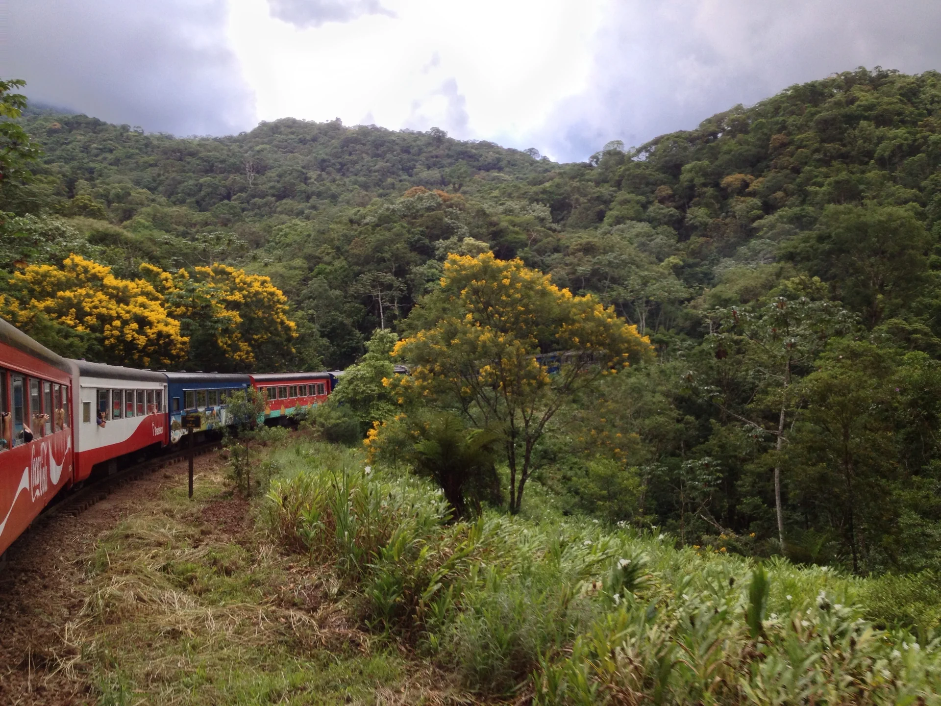 Composição ferroviária percorre uma curva cercada por vegetação verde e árvores floridas na Serra do Mar.